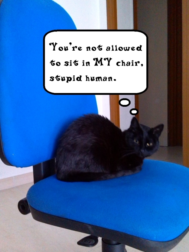Meme cat You're not allowed to sit in my chair human