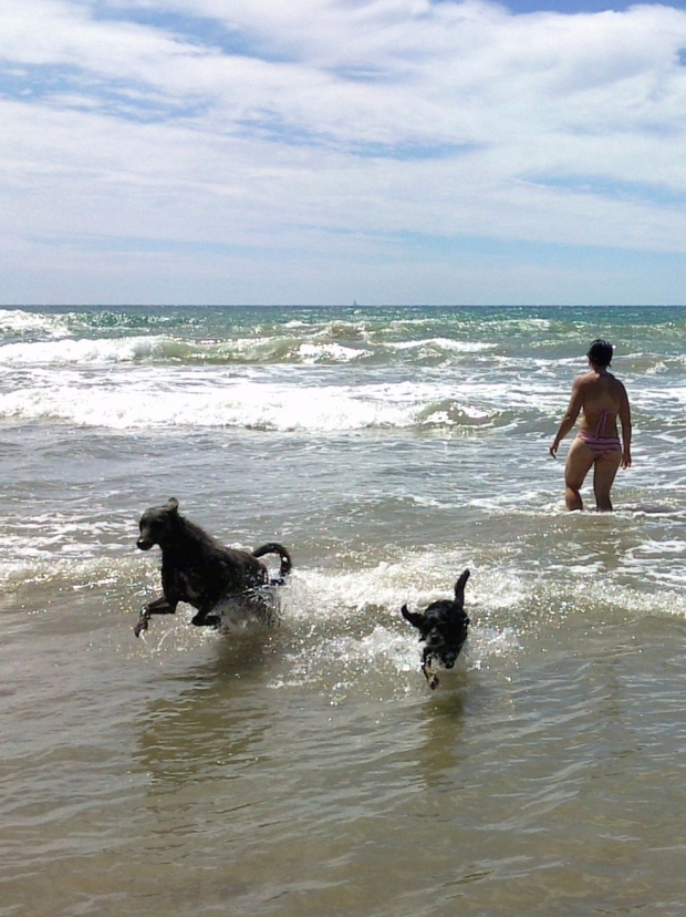 playa vallcarca perros corriendo mar