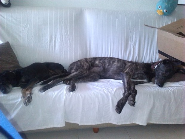 perros-sofa-durmiendo