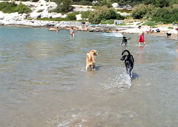 bruma playa vallcarca perros